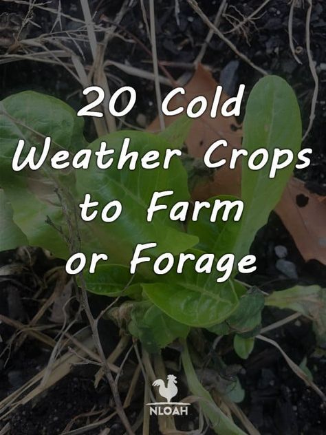 Cold Weather Crops, Winter Foraging, Growing Winter Vegetables, Greenhouse Farming, Crop Farming, Winter Greenhouse, Wild Food Foraging, Winter Crops, Indoor Vegetable Gardening