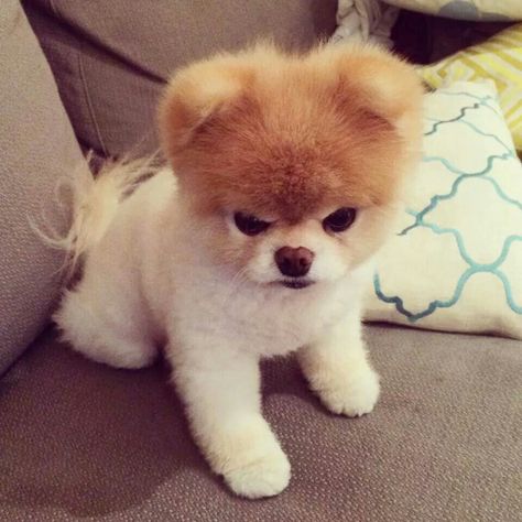 Mad boo Angry Puppy, Boo And Buddy, World Cutest Dog, Dog Tumblr, Boo The Dog, Puppy Grooming, Fox Dog, Basic Dog Training, Cute Dog Photos