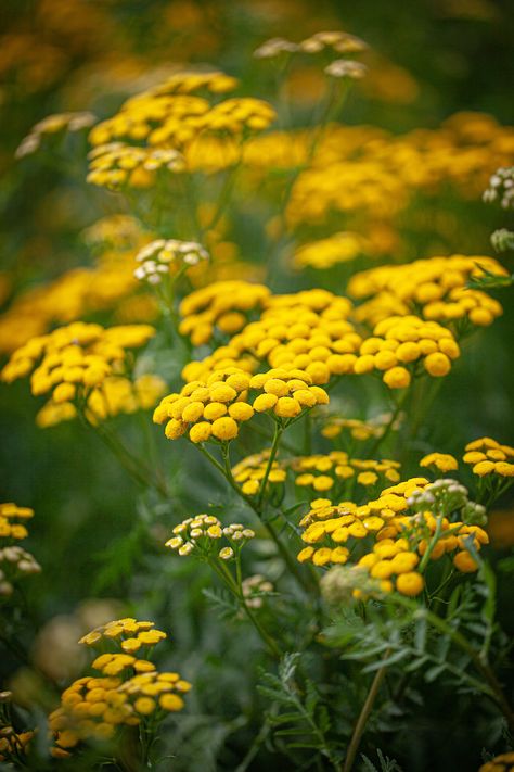 Tanacetum vulgare Seeds £2.25 from Chiltern Seeds - Chiltern Seeds Secure Online Seed Catalogue and Shop Tanacetum Vulgare, Bee Friendly Flowers, Flowers 2023, Fly Repellant, Plant Wishlist, Seed Catalogs, Bee Friendly, Types Of Soil, How To Level Ground