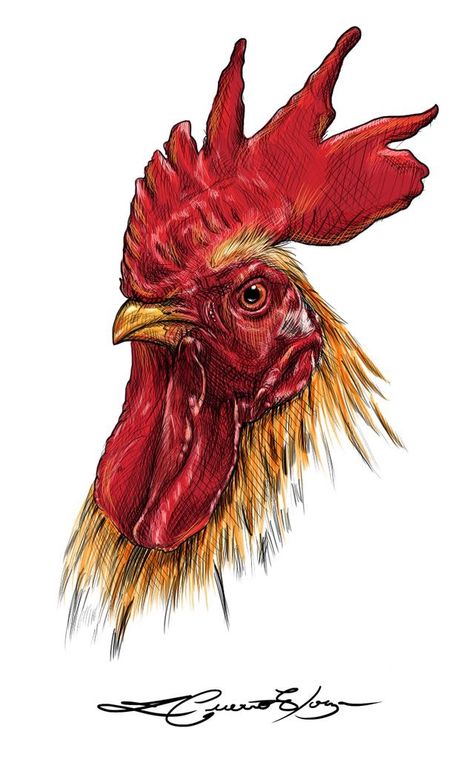 Rooster Art Drawing, Rooster Drawing, Chicken Backyard, Hen Art, Australorp Chicken, Aesthetic Chicken, Surviving Winter, Rooster Images, Chicken Aesthetic