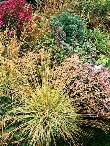 Tuffed Hairgrass, native to pacific NW. Love the modern landscaped lawn, with minimal grass to mow! From Better Homes and Gardens. Miscanthus Sinensis Gracillimus, Northwest Garden, Long Blooming Perennials, Drought Tolerant Perennials, Grasses Landscaping, Have Inspiration, Miniature Plants, Flowering Shrubs, Black Eyed Susan