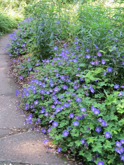 Mount Stewart, Blue Geranium, Back Gate, Stone Paths, Home Deck, Fake Candles, Stone Path, Bird Cages, Window Boxes