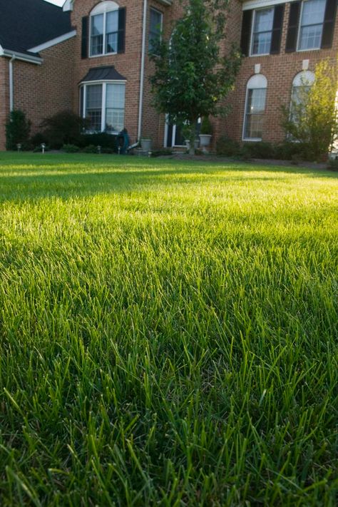 Gravel yards can't replace the natural beauty of turf grass. Oftentimes, gardeners decide that its time to plant grass when they tire from the rocky texture of gravel and the dust that plumes up in the dry heat of the summer. The best time to covert your gravel yard to grass is either in the spring or fall months. Reseeding Lawn, Fall Lawn Care, Fall Lawn, Growing Grass, Lawn Care Tips, Lawn Sprinklers, Healthy Lawn, Lawn Maintenance, Sandy Soil