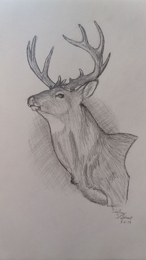 Buck Drawing Easy, Buck Drawing, How To Draw A Buck Deer, Sketches Of Deer, Mule Deer Buck Drawing, Antler Drawing, Whitetail Deer Sketch, Elk Drawing, Hunting Drawings