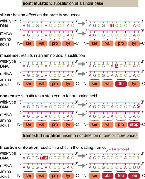 Mutation Notes, Mutations Biology, Microbiology Study, Point Mutation, Dna Polymerase, Dna Project, Radical Expressions, College Organization, Kate Bush