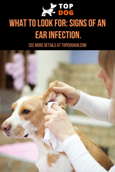 Dogs are also more prone to ear infections because of the way their ear canals are shaped. By keeping your dog’s ears cleaned and by plucking the hair in their ears, you can help to avoid a painful infection for your pet. #dogearinfection #topdoghub Ear Infections In Dogs, Cleaning Dogs Ears, Dogs Ears Infection, Outer Ear, Middle Ear, Ear Infections, Infection Prevention, Dog Health Care, Dog Care Tips