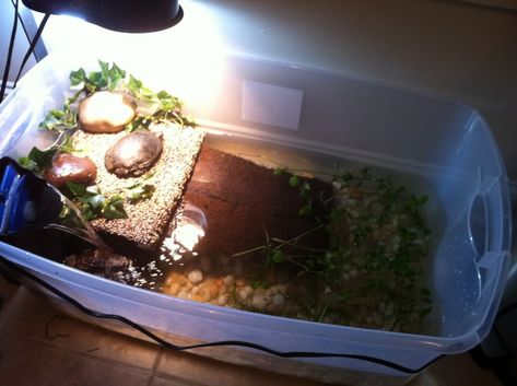 DIY TURTLE HABITAT USING A CLEAR PLASTIC TOTE, DIY LOW COST TURTLE TANK.  http://www.turtleforum.com/forum/upload/index.php?/forums/topic/149024-plastic-tubs-as-tanks/ Turtle Tub, Pet Turtle Care, Red Ear Turtle, Tortoise Cage, Turtle Tank Setup, Turtle Enclosure, Turtle Terrarium, Red Eared Slider Turtle, Turtle Aquarium