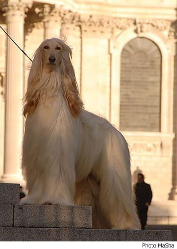 Afghan hound. (I bet it forgets it's a dog all the time.) Afghan Hound, Appaloosa, Hound Dog, Quarter Horse, Dog Gifs, Beautiful Dogs, Mans Best Friend, Big Dogs, Greyhound