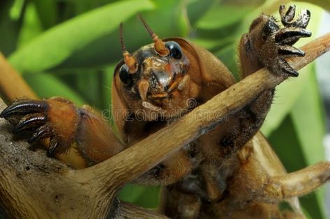 Mole Cricket - Gryllotalpa. Mole cricket (Gryllotalpa gryllotalpa) on a ree bran #Sponsored , #Sponsored, #AD, #Cricket, #ree, #bran, #Gryllotalpa Mole Cricket, Cool Bugs, Creepy Crawlies, A Bug, Arthropods, Arachnids, Love Bugs, Creature Design, Mole