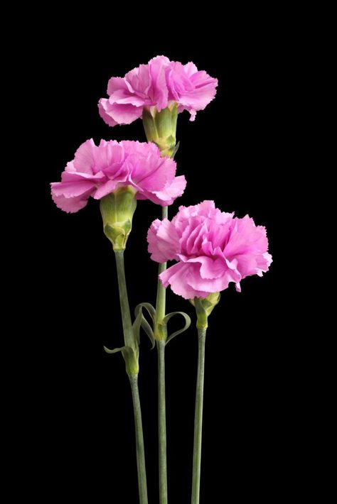 Carnations - Flowers - Featured Content - Lovingly Carnation Flower Photography, Carnation Photography, Carnation Illustration, Carnations Flower, Cut Flower Food, Carnation Plants, Green Carnation, Purple Carnations, Yellow Carnations