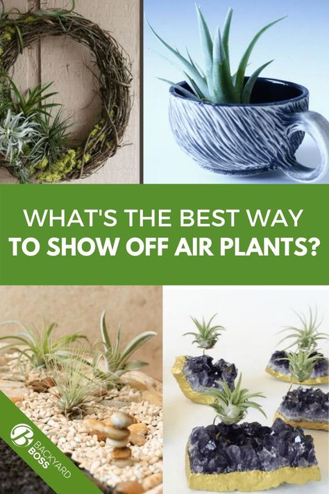 How To Display Air Plants Ideas, Air Plant Arrangements, Decorating With Air Plants, Care For Air Plants, Bathroom Air Plants, Air Plant Containers, Air Plant Care Instructions, How To Display Air Plants, Air Plant Display Ideas Unique