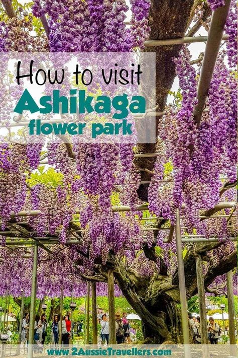 Huge wisteria Tree tunnels are only one of Ashikaga Flower Parks gorgeous displays. These gardens in Tochigi, Japan, are an easy day trip from Tokyo. #wisteria #Japan #Ashikaga #Tochigi #japanesegarden Ashikaga Flower Park Japan, Wisteria Japan, Travelling Japan, Japan Planning, Wisteria Tunnel, Tochigi Japan, Flower Park, Japan Tourism, Day Trips From Tokyo