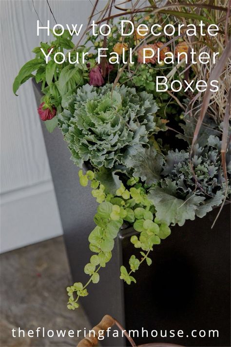 Fall planter boxes create a beautiful setting for your porch. Learn how you can give your front porch a facelift and add curb appeal by decorating your fall planter boxes. Find out how! Plants For Fall Planters, Fall Planter Boxes, Fall Outdoor Planter Ideas, Fall Potted Plants, Shade Plants Container, Full Sun Container Plants, Fall Container Plants, Outdoor Planter Ideas, Plant Decor Ideas