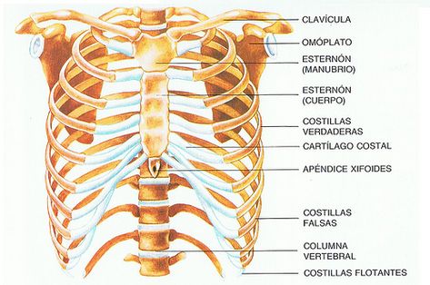 Costillas humanas (vista sagital y frontal) Human Skeleton Anatomy, Skeleton Anatomy, Medicine Studies, Medical Terminology, Radiology, One Moment, Anatomy, Medicine, Medical