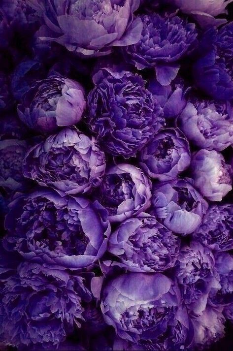 Purple Peonies Wallpaper, Peonies Purple, Purple Peonies, Cool Winter, Floral Wallpaper Phone, Art Gallery Wallpaper, Purple Love, Beautiful Bouquet Of Flowers, Beautiful Flowers Wallpapers