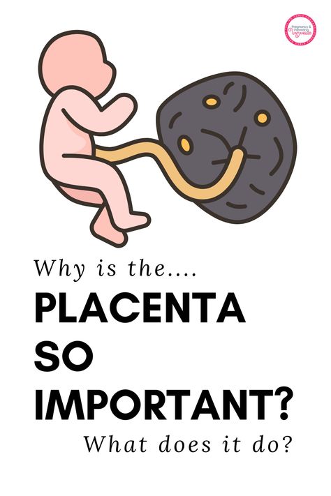 Uncover the secrets of the placenta, the vital organ that sustains baby growth during pregnancy. Learn about its shape, functions, and its remarkable role in supporting a healthy pregnancy. Delve into the fascinating details about how the placenta transfers nutrients, creates hormones, and communicates with the immune systems of the mother and baby. Don't miss out on understanding the incredible capabilities of the placenta. Small Baby Bump, Pregnancy Aesthetic, Best Baby Book, Prenatal Classes, Potter Wallpaper, Pretty Pregnant, Fetal Development, Maternal Health, Pregnancy Nutrition