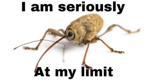 Bug Memes, Bug Boy, Cool Bugs, Creepy Crawlies, Arthropods, A Bug, Silly Images, Arachnids, Bugs And Insects