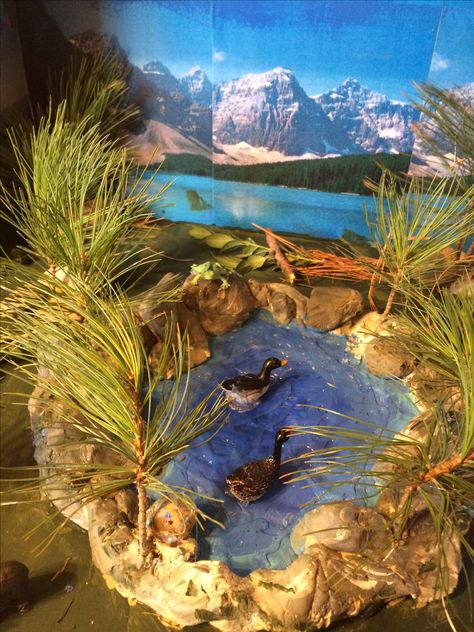 Diorama of mountain lake Lake Diorama Project, Pond Ecosystem Project, Lake Diorama, Pond Diorama, Ecosystems Diorama, Shoe Box Diorama, Landform Projects, Land Form, Biomes Project