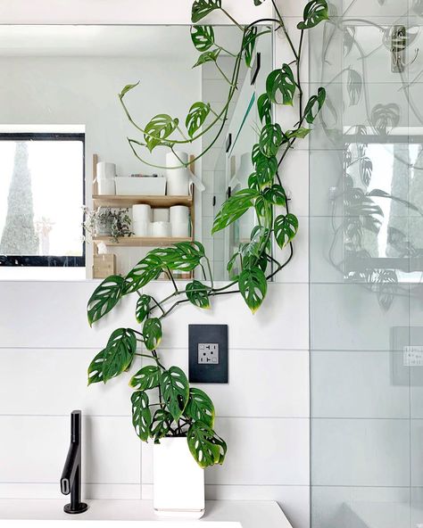 Cube House Jungle 🌿 on Instagram: “Here’s an update on the Monstera adansonii in my master bath: it’s vining like crazy! I need to add another 3M cord clip to help it wrap…” Monstera Climbing Wall, Monstera Plant Care, Houseplants Low Light, Country Style Interiors, Air Purifying House Plants, Plant Goals, Monstera Adansonii, Window Plants, Growing Greens