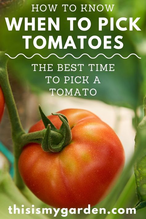 An up close photo of a tomato that is in the process of ripening on the vine. When To Pick Tomatoes From Garden, When To Pick Tomatoes, Picking Tomatoes, How To Ripen Tomatoes, How To Store Tomatoes, Tomato Harvest, Tomato Vine, Windowsill Garden, Tomato Plant