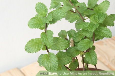 How to Use Mint As an Insect Repellent: 6 Steps Herbal Knowledge, Bee Fly, Best Veggies, Bird House Plans Free, Pest Repellent, Types Of Bugs, Insect Spray, Types Of Insects, Bird House Plans