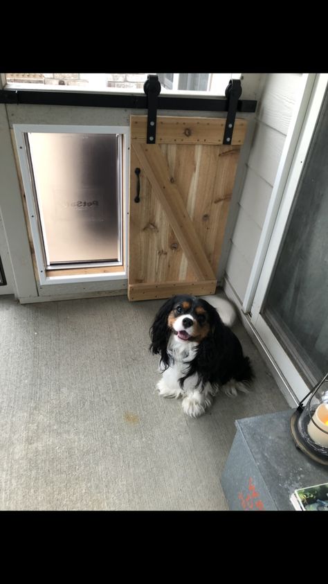 Mini Barn Door For Dog Door, Dog Door To Outside Kennel, Doggy Door Barn Door, Built In Dog Door Wall, Doggie Doors Ideas, Large Doggie Door Ideas, In Wall Dog Door, Creative Dog Doors, Dog Door Entrance Ideas