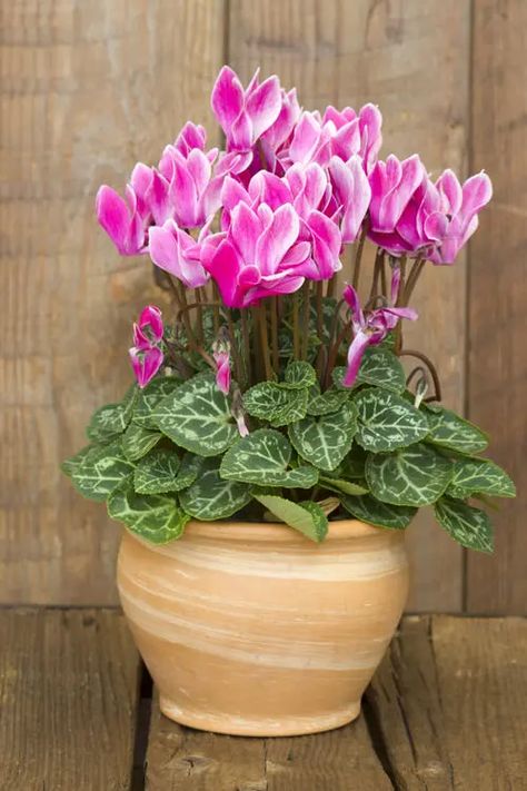 18 Different Types of Cyclamen Varieties | Balcony Garden Web Cyclamen Flower Aesthetic, Cyclamen Persicum, Cyclamen Flower, Driveway Garden, Greek Flowers, Plants Photography, Greenhouse Plants, Shades Of Violet, Beautiful Pink Flowers