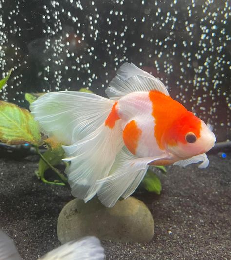 Chunky Gold Fish, Colorful Fish Photography, Goldfish Tank Aesthetic, Goldfish Reference, Gold Fish Aesthetic, Fancy Goldfish Tank, Goldfish Photo, Goldfish Photography, Fat Goldfish