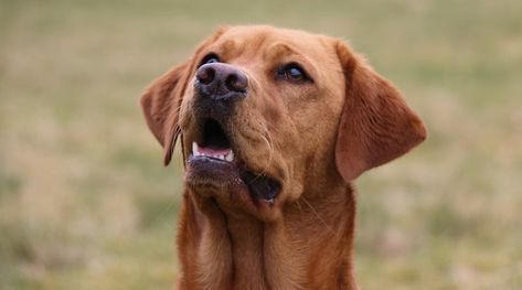 Learn all about the red fox labrador retriever, including color appearance, genetic controversy, puppy prices, history and more. Red Fox Lab, Fox Labrador, Red Lab Puppies, Fox Red Lab, Fox Red Labrador, Red Labrador, Red Lab, Dog Waiting, Rescue Puppies