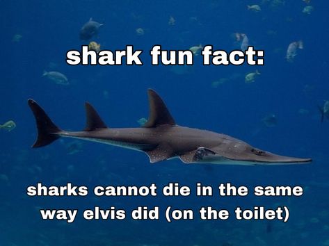 Shark Reaction Pic, Sharks Being Cute, Sharks In Love, Shark Fun Facts Funny, Shark Fun Facts, Sharks Being Silly, Silly Shark, Tiger Shark Facts, Fun Facts About Sharks