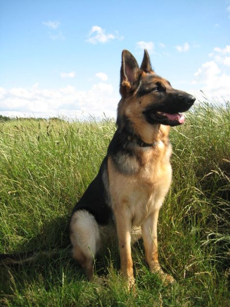 Paws For Pets German Shepherd Pictures, White German Shepherd, German Shepards, Shepherd Dogs, Food Pantry, German Shepherd Puppies, German Shepherd Dog, German Shepherds, German Shepherd Dogs