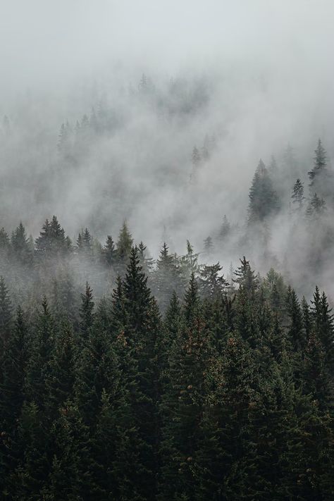 Free Grey Image on Unsplash Foggy Forest Wallpaper Iphone, Odin Aesthetic, Foggy Forest Wallpaper, Forest Wallpaper Iphone, Dark Forest Aesthetic, Poster Animal, Foggy Mountains, Nordic Naturals, Painting Decoration