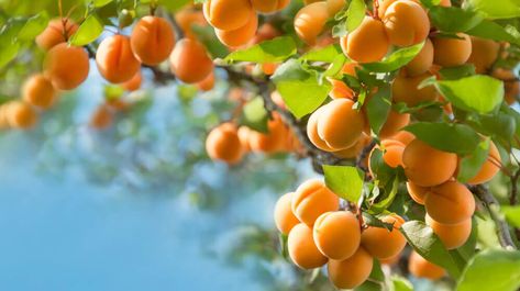 Best Fruit Trees To Grow, Growing Peach Trees, House Greenery, Georgia Gardening, Ice Apple, Growing Cherry Trees, Strawberry Bush, Geranium Care, How To Grow Lemon