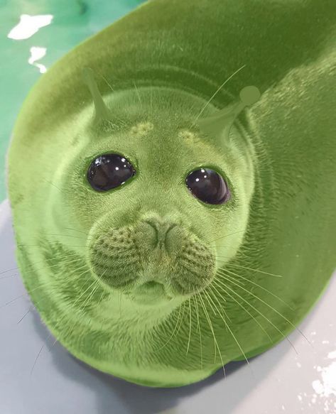 Funny Seal, Alien Seal, Funny Alien, Seals Cute, Silly Seal, Alien Dog, Seal Aesthetic, Seal Wallpaper, Alien Animals