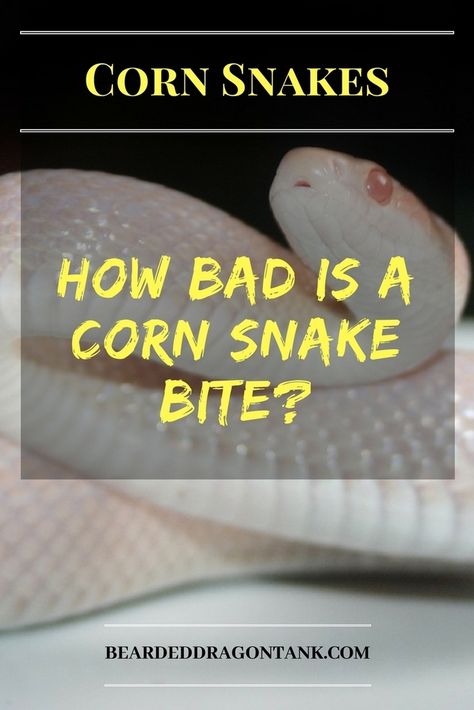 Here is how bad a corn snake bite really is! Snake Care, Corn Snakes, Rare Albino Animals, Snake Facts, Bearded Dragon Tank, Danger Noodle, Reptile Care, Poisonous Snakes, Snake Tank