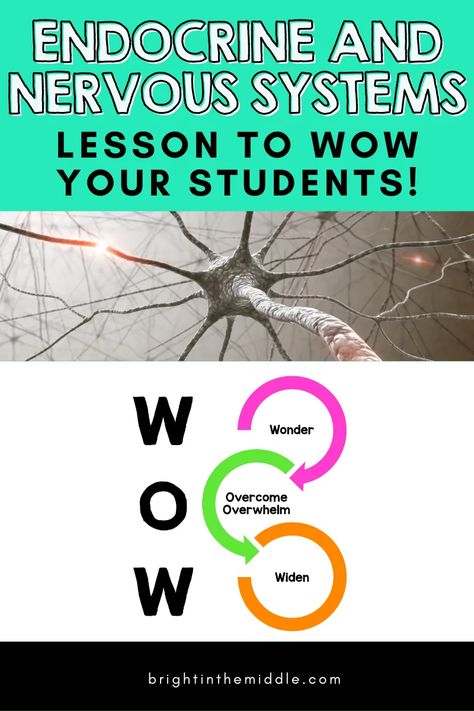 WOW Factor ideas to teach the endocrine and nervous system relationship in middle school science! #humanbodysystems #middleschoolscience #endocrinesystem #nervoussystem Nervous System Experiments, Nervous System Activities Middle School, Endocrine System Activities, Nervous System Projects, Body Systems Activities, The Body Systems, Nervous System Activities, Body Science, Human Body Science