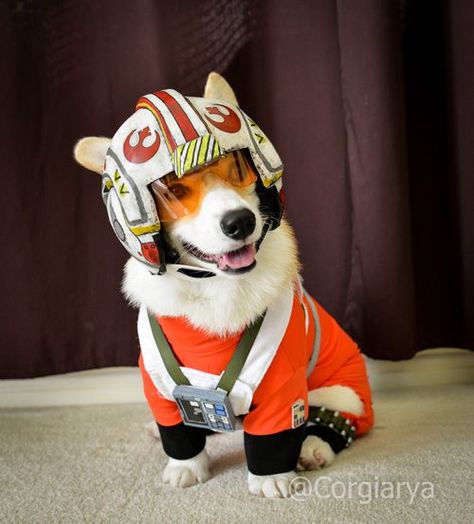 1000+ ideas about Star Wars Halloween Costumes on Pinterest | Star ... Corgi Costume, Star Wars Ewok, Star Wars Costumes, Dog Halloween Costumes, Corgi Puppy, X Wing, George Lucas, Batman Robin, Pembroke Welsh Corgi