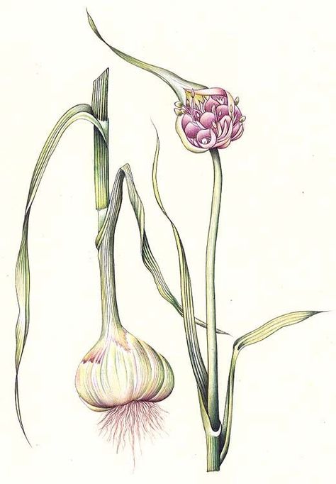 make the whole world cry Garlic Botanical Illustration, Garlic Tattoo, Garlic Illustration, Onion Plant, Garlic Plant, Botanical Prints Decor, Fig Drawing, Onion Flower, Scientific Drawing