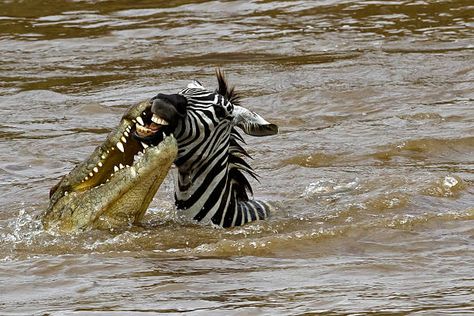 Zebra Photos, Crocodile Eating, Nature Studies, Digital Asset Management, Nature Study, Our Planet, Flash Tattoo, Animal Kingdom, Reptiles