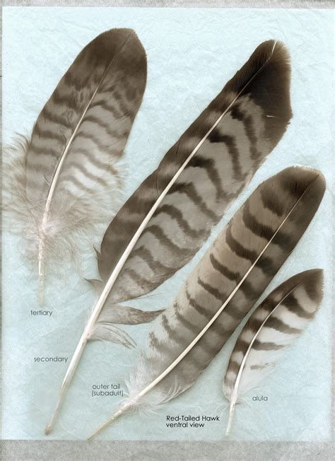 The Modern Apprentice - Raptor Feathers | Hawk feathers, Red tail hawk ... Red Tail Hawk Feathers, Feather Tat, Feather Identification, Hawk Feather, Red Tail Hawk, Feather Meaning, Hawk Feathers, Flight Feathers, Feather Drawing