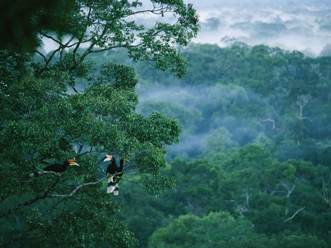 Photo: A pair of rhinoceros hornbills in a rain forest treetop Borneo Rainforest, Canvas Canopy, Nursery Canopy, Canopy Architecture, Baby Canopy, Backyard Canopy, Wedding Canopy, Garden Canopy, Fabric Canopy