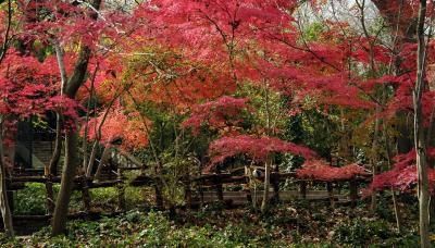 How to Clone a Japanese Maple Red Dragon Japanese Maple, Japanese Red Maple, Red Maple Tree, Dragon Tree, Japanese Maples, Tree Pruning, Japanese Maple Tree, Acer Palmatum, Red Maple