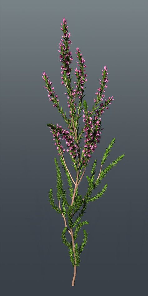 Heather Bush Highpoly, Simon Barle on ArtStation at https://www.artstation.com/artwork/lRaoG Scottish Heather, Heather Plant, Heather Flower, Scottish Flowers, Horoscope Tattoos, Family Tree Art, The Joy Of Painting, Oil Painting Tutorial, Emotional Photography