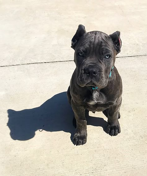 Cane Corso Dog Breed, Cane Corsos, Presa Canario, Cane Corso Puppies, Cane Corso Dog, Corso Dog, Dog Mommy, Scary Dogs, Pitbull Puppy