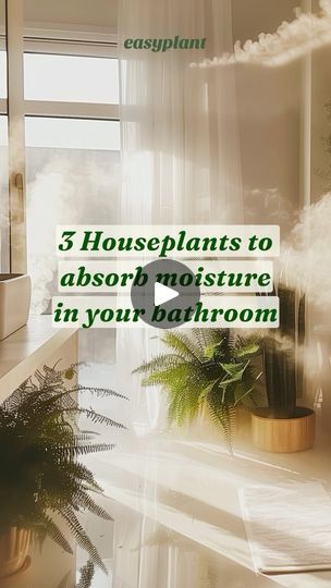 Landscape Hardscape, Apartment Management, Boston Fern, Plant Care Houseplant, Zz Plant, Inside Plants, Growing Plants Indoors, Bathroom Plants, House Plants Decor