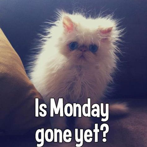 Is monday gone yet monday monday quotes happy monday monday humor funny monday quotes monday quote Messy Hair, Fluffy Cat, Cats Meow, Crazy Cat Lady, Animals Friends, Crazy Cats, Cat Pics, Beautiful Creatures, Fur Babies