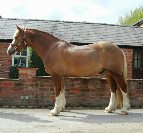 Maxi Cob Horse, Welsh Section B Pony, Chestnut Welsh Pony, Flaxen Chestnut Horse, Flaxen Liver Chestnut Horse, Welsh Pony And Cob, Pony Breeds, English Riding, Chestnut Horse