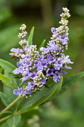 Herb Photography, Vitex Agnus Castus, Agnus Castus, Chaste Tree, Tree Photography, Tree Branches, Herbs, Horses, Plants