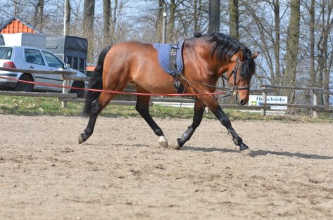 Pole Exercises For Horses Training, Horse Lunging Exercises, Horse Exercises To Build Topline, Horse Topline Exercise, Lunging Exercises For Horses, Lunging Horse, Horse Groundwork, Equine Exercises, Equestrian Training