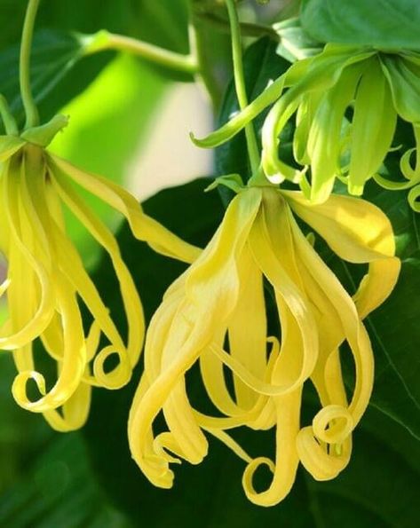 Ylang Ylang Flower, Startup Logo, Fragrant Plant, Round Art, Moon Flower, Fragrant Flowers, Get Outdoors, Garden Shop, Big Flowers